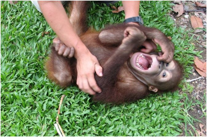 Human laughter echoes chimp chuckles - Borneo Orangutan Survival Australia